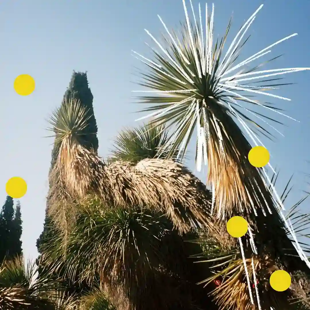Pinie (Sébastien Léger Remix) cover