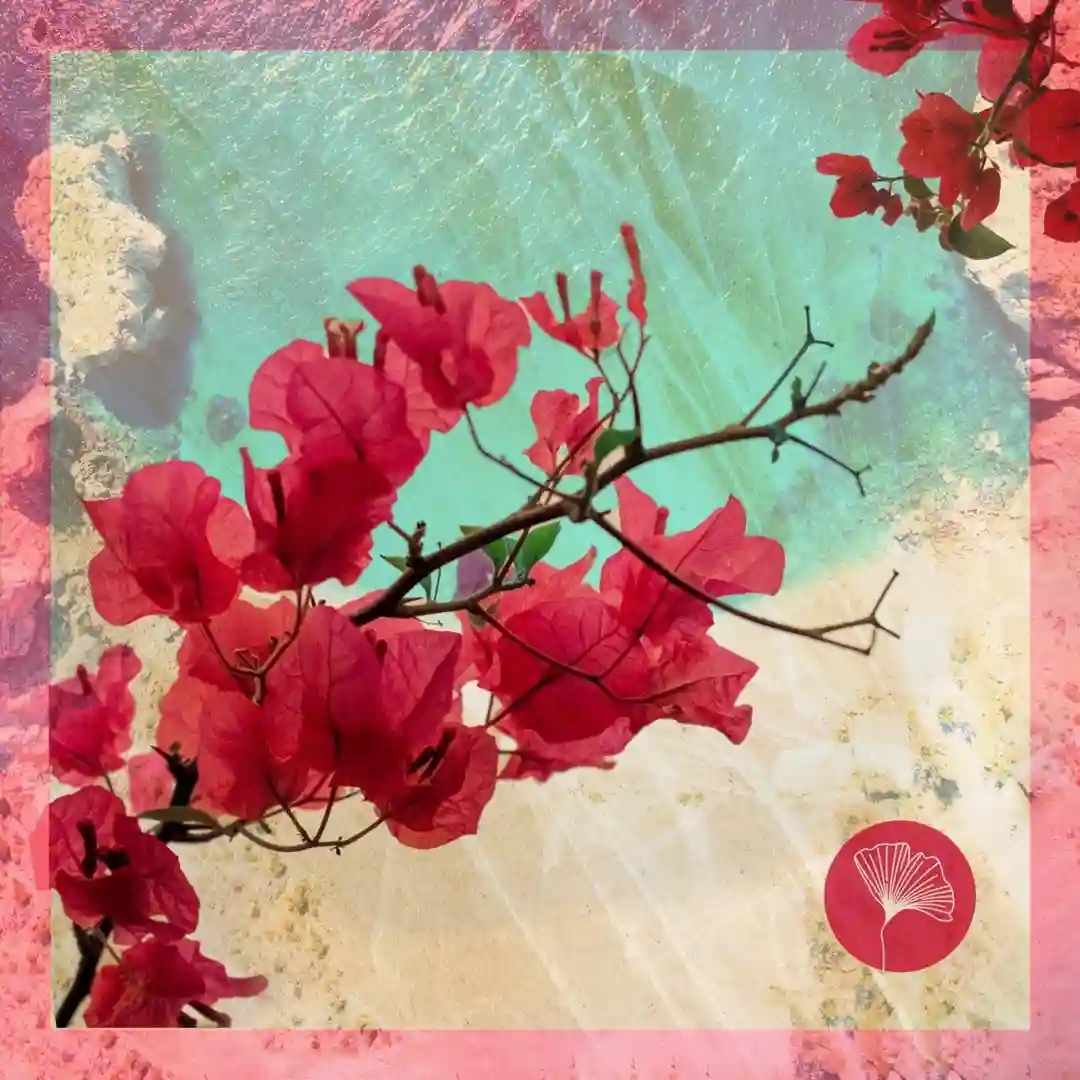 Aguita Sala cover