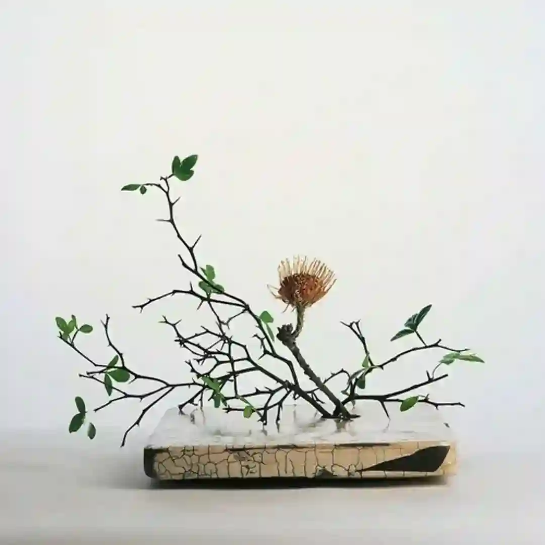 Schopenhauer's Garden (Original Mix) cover